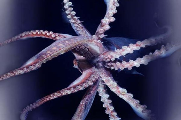 Kraken market ссылка тор