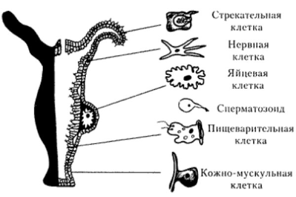 Кракен купить меф