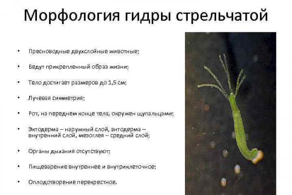 Кракен сайт даркнет зеркало