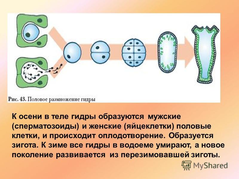 Кракен шоп это